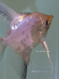 Paraiba Angelfish - Dime Size