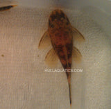 Calico Bristlenose Pleco (3 Fish)