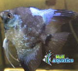 Pinoy Paraiba Angelfish - Dime Size