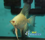 Bulgarian Green Seal Point Angelfish Dime Sized