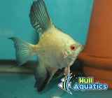 Bulgarian Green Seal Point Angelfish Dime Sized