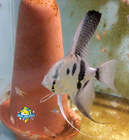 Phillipine Blue Ghost Angelfish - Dime Size