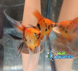 Ultimate High Coverage KOI Angelfish - Dime to Nickel Size