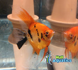 Ultimate High Coverage KOI Angelfish - Dime to Nickel Size