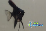 Black Angelfish - Dime Size