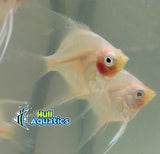 Golden Paraiba Angelfish - Dime Size