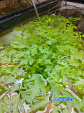 Water Sprite (Broad Leaf Variety) 16 oz portion