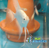 PB Platinum Angelfish - Quarter Size