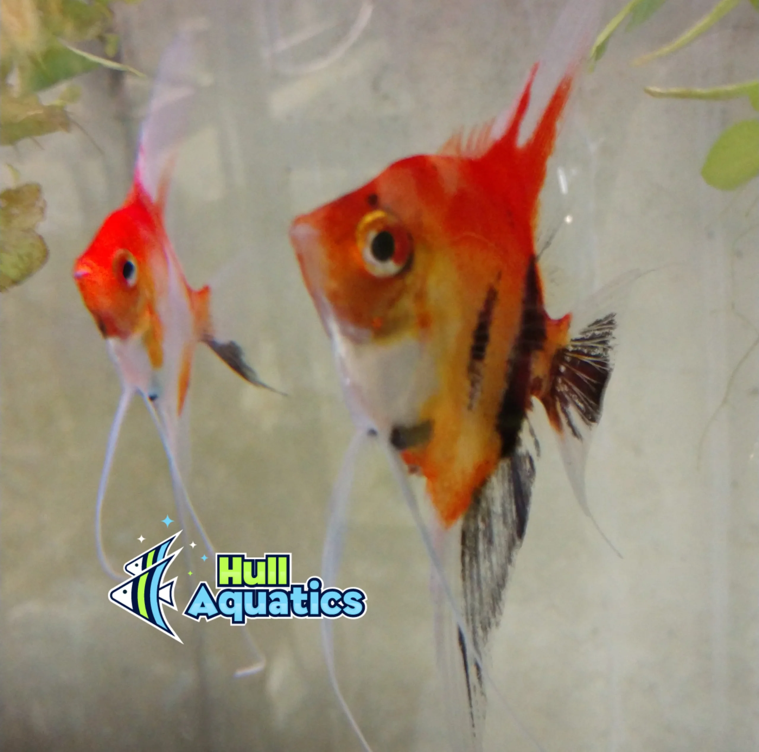 Classic KOI Angelfish - Dime to Nickel Size