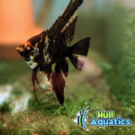 Dark Marble Angelfish Dime Sized