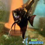 Dark Marble Angelfish Half Dollar to Sub Adult Sized