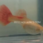 Red Albino Guppy Trio