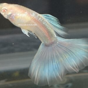 Sky Blue Albino Guppy Young (6 Pack)