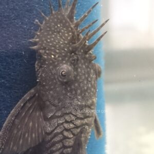 Brown Bristlenose Pleco (3 Fish)