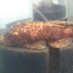 Calico Bristlenose Pleco (3 Fish)