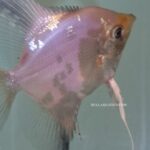 Paraiba Angelfish - Dime Size