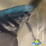 Philippine Blue Angelfish Young Pea Size (3 Fish)