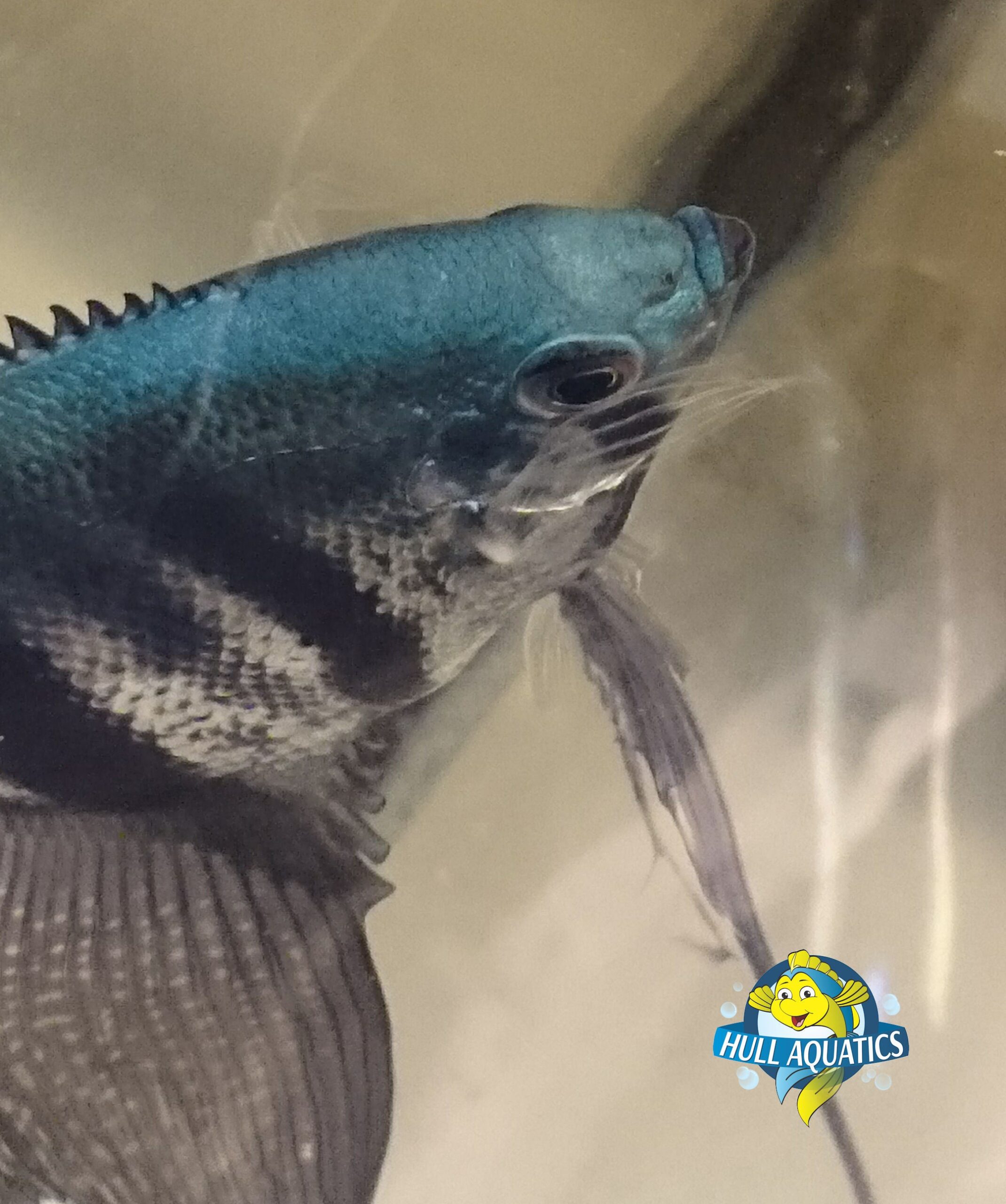 Philippine Blue Angelfish Young Pea Size (3 Fish)