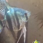 Philippine Blue Angelfish Young Pea Size (3 Fish)