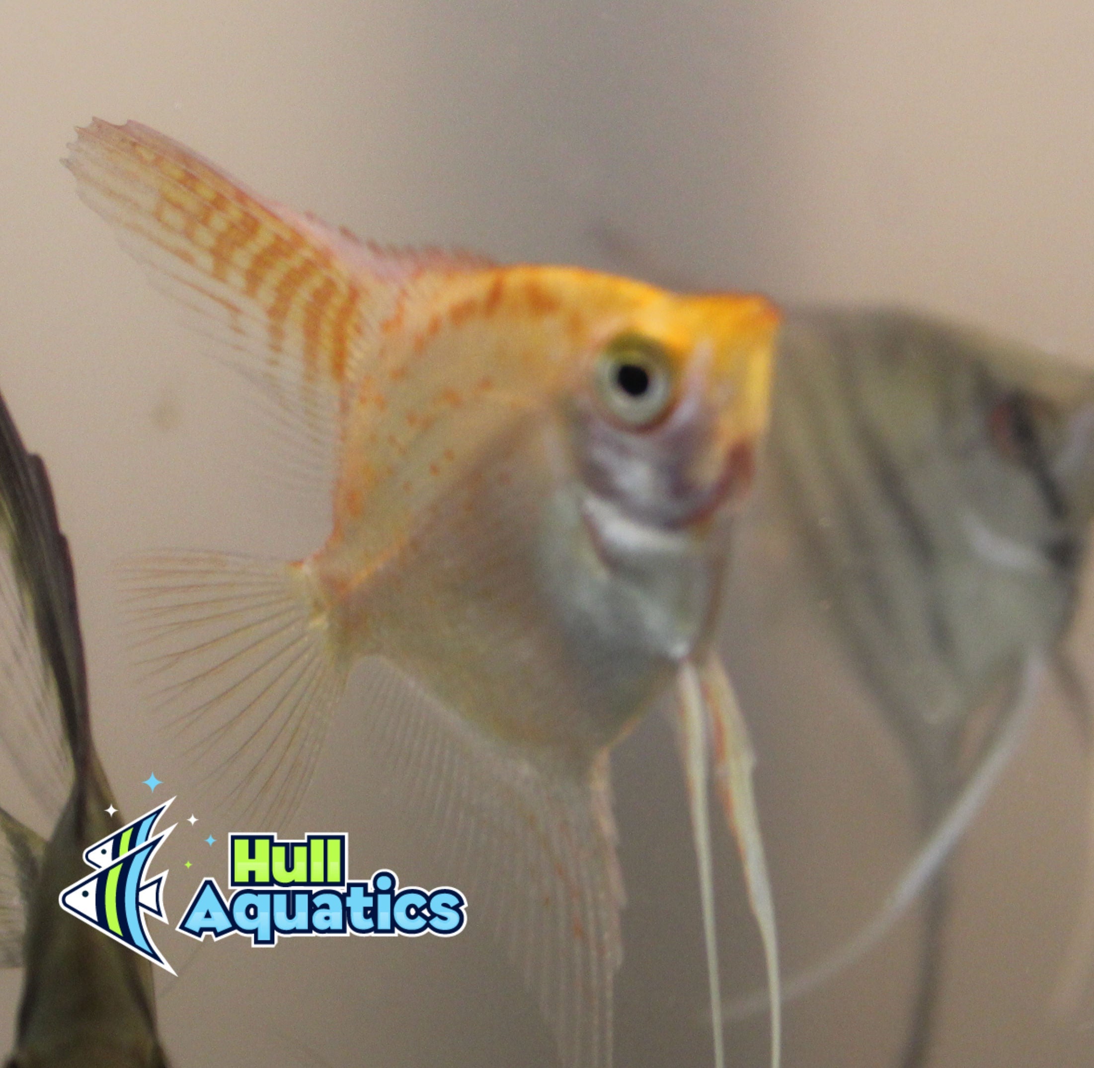 Golden Angelfish Dime Size - 3 Pack