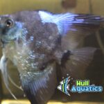 Pinoy Paraiba Angelfish - Dime Size