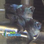 Pinoy Paraiba Angelfish - Dime Size