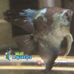 Pinoy Paraiba Angelfish - Dime Size