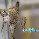 Philippine Blue Leopard Angelfish - Quarter Size (1 Fish)