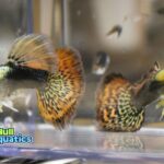 Red Dragon Guppy Trio