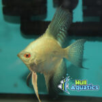 Bulgarian Green Seal Point Angelfish Dime Sized