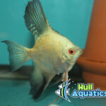 Bulgarian Green Seal Point Angelfish Dime Sized