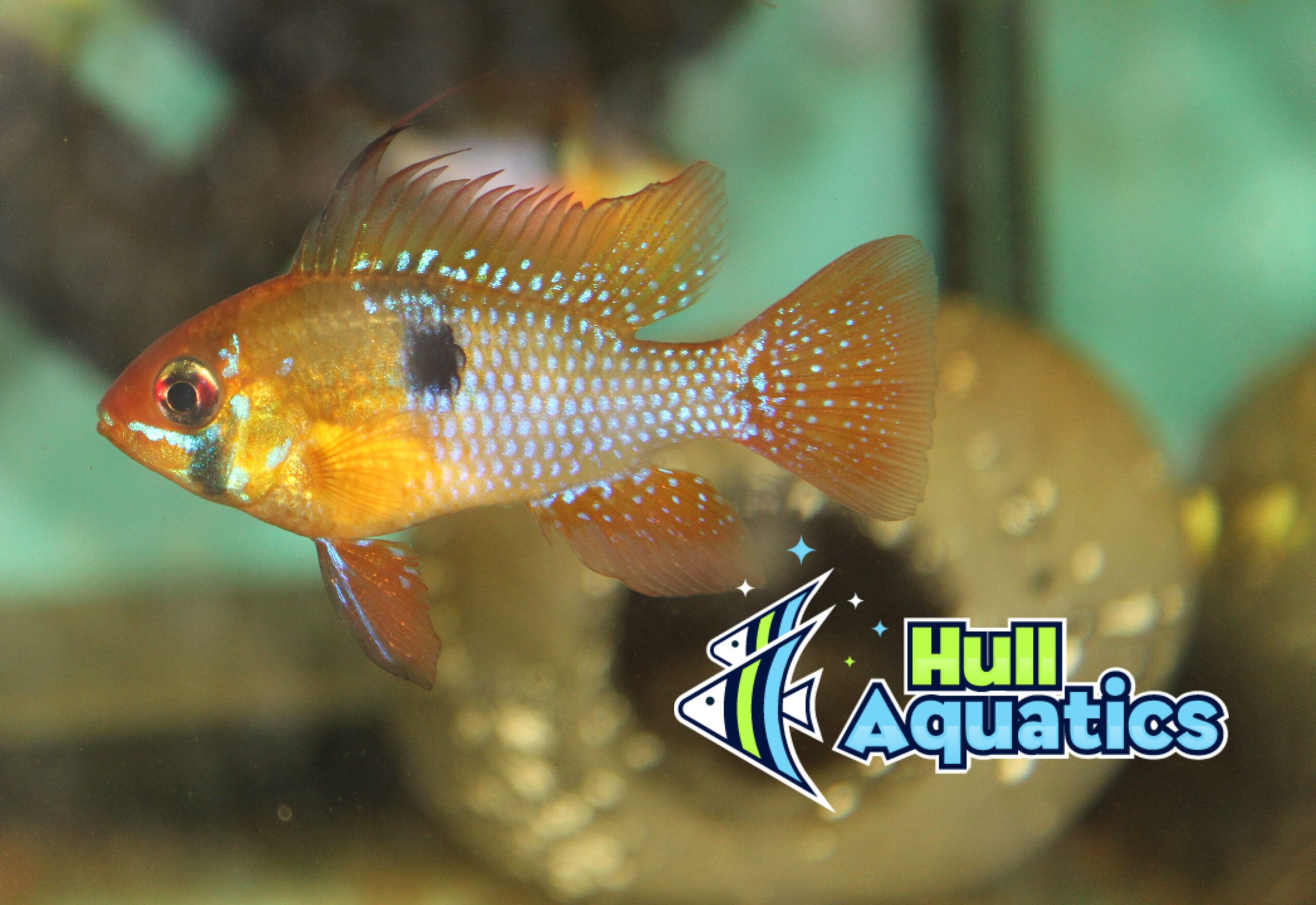 German Blue Ram Pair - Hull Aquatics