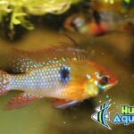 German Blue Ram Pair