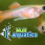 Gray Body Glass Belly Guppy Trio