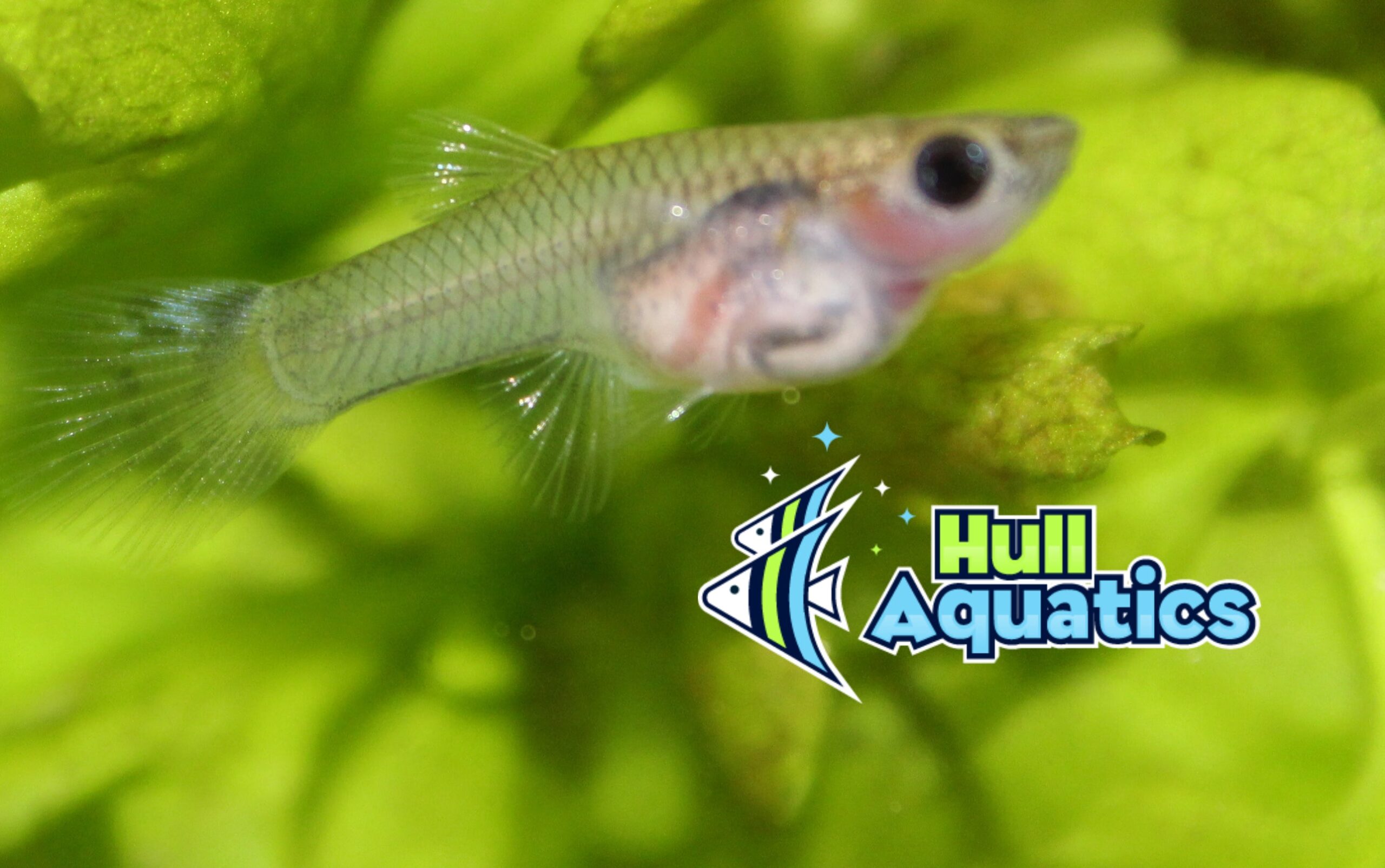 Gray Body Glass Belly Guppy Trio