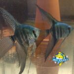 Philippine Blue Angelfish Young Pea Size (3 Fish)