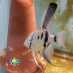 Phillipine Blue Ghost Angelfish - Dime Size