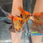 Ultimate High Coverage KOI Angelfish - Quarter Size