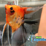 Ultimate High Coverage KOI Angelfish - Quarter Size