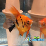 Ultimate High Coverage KOI Angelfish - Quarter Size