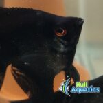 Black Angelfish - Dime Size