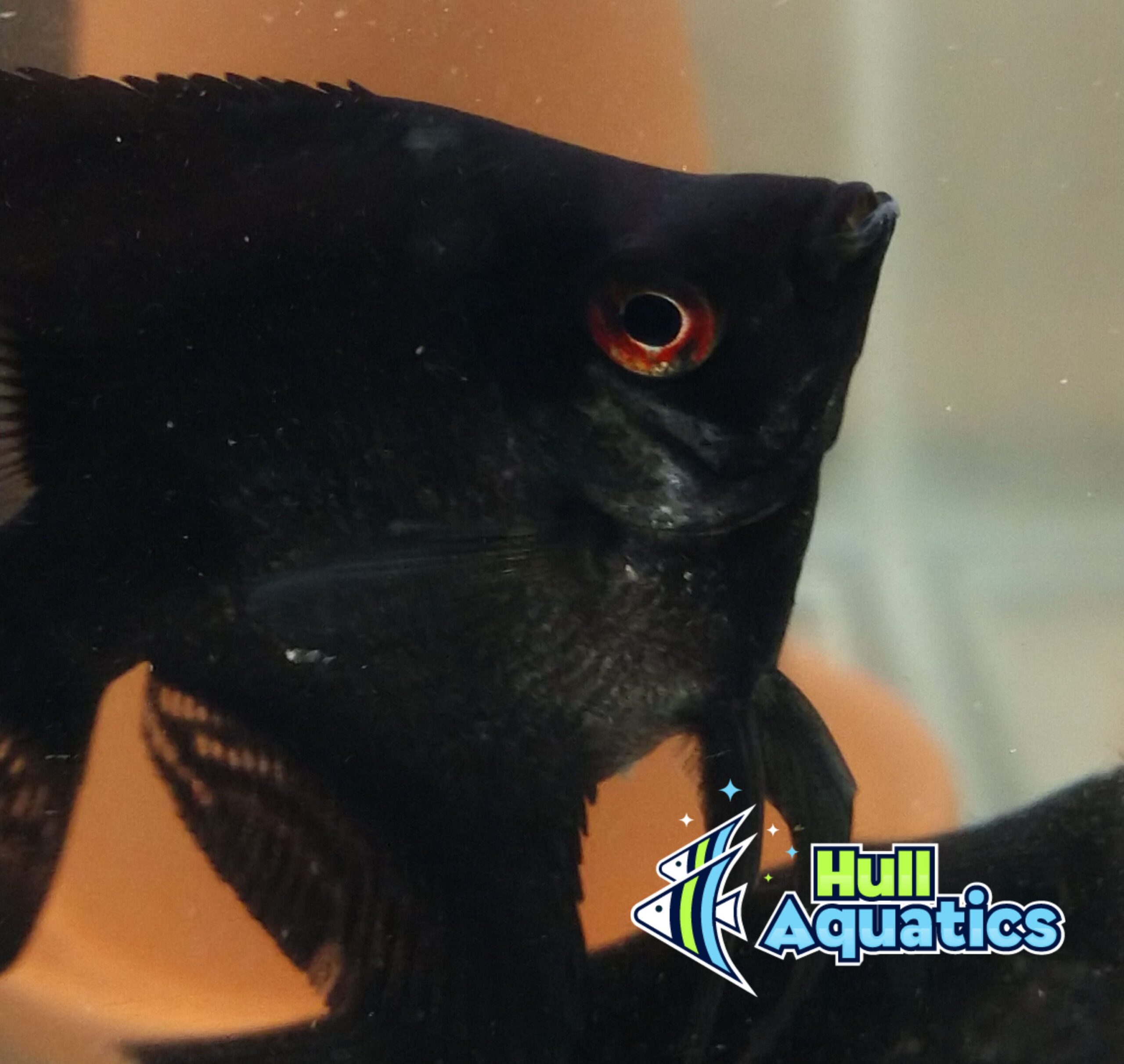 Black Angelfish - Dime Size