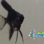 Black Angelfish - Dime Size