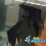 Black Angelfish - Dime Size