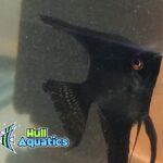 Black Angelfish - Dime Size