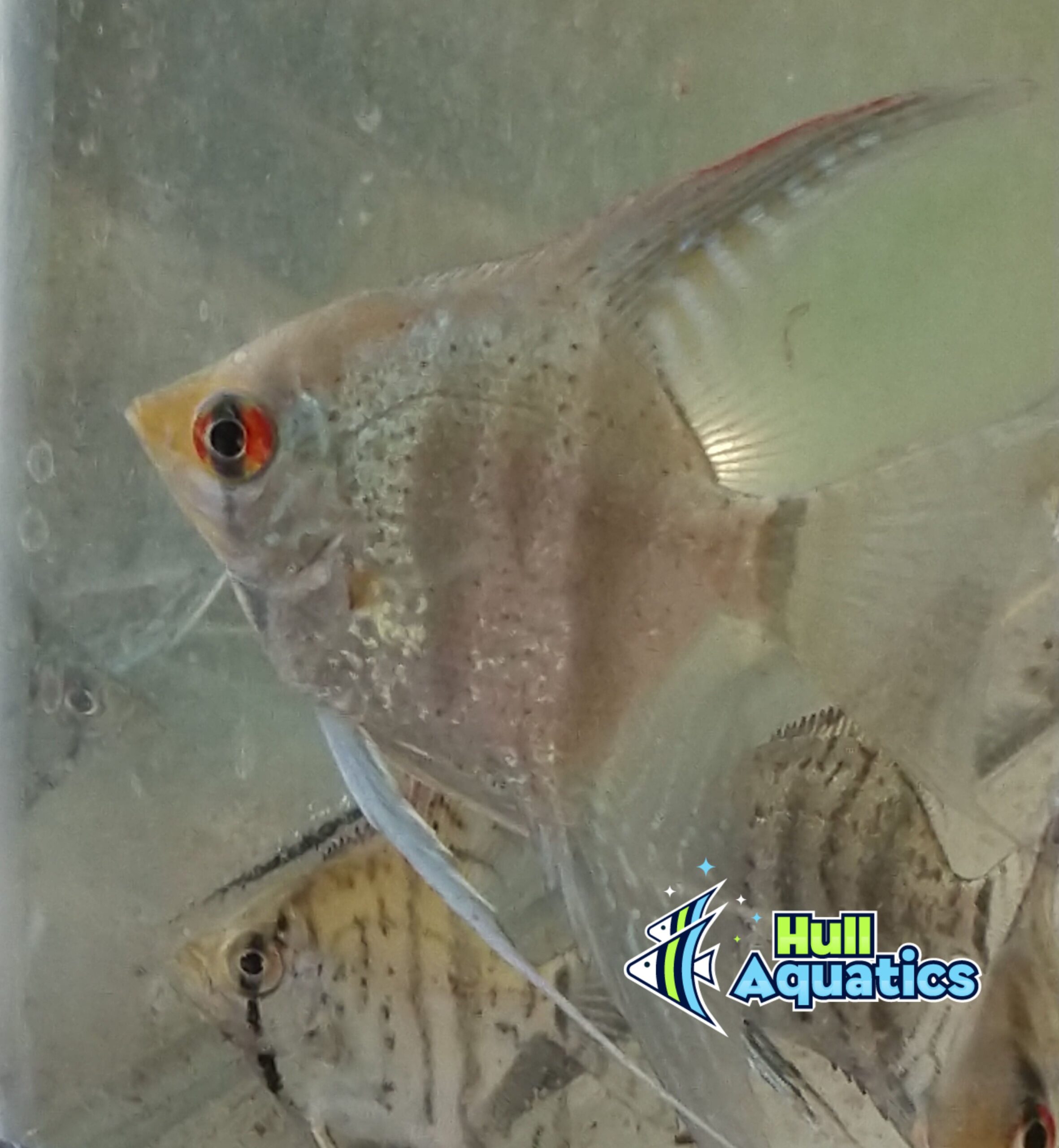 Zebra Snakeskin Angelfish - Silver Dollar Size