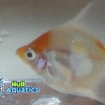 Red Cap Angelfish - Quarter Size