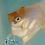 Golden Paraiba Angelfish - Dime Size