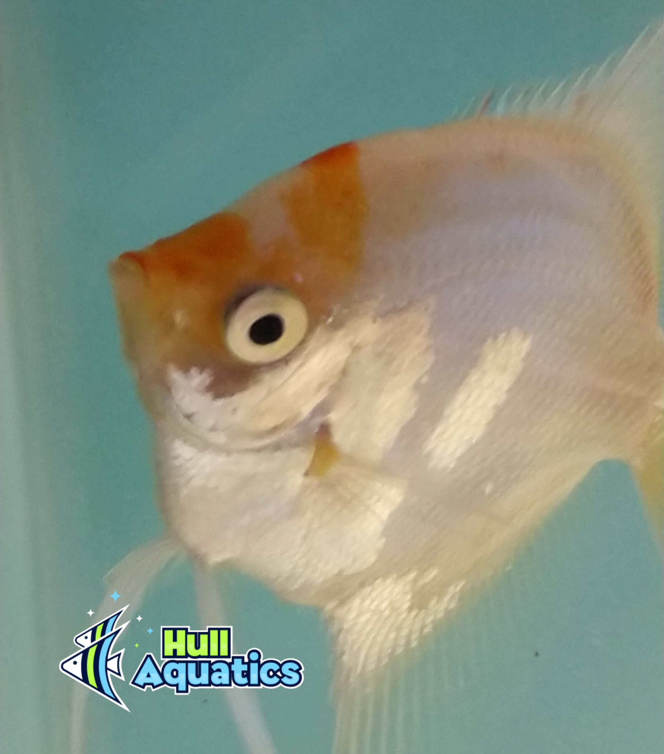 Golden Paraiba Angelfish - Dime Size