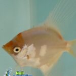 Golden Paraiba Angelfish - Dime Size